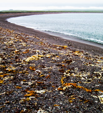 Stone beach, Saint Pierre & Miquelon