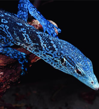 Blue monitor lizard, Papua New Guinea