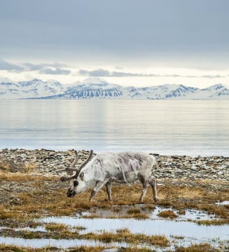 Reindeer in Svalbard, Norway