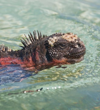 Marine iguana swimming in the Galapagos