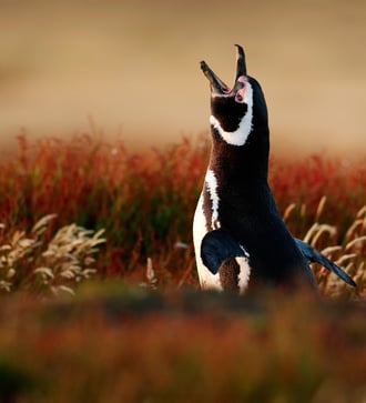 Magellanic penguin on the Falkland Islands