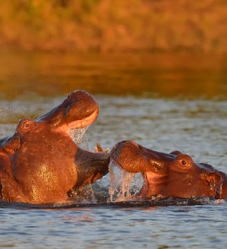 Hippos in Chobe National Park, Botswana