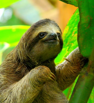 Sloth in Costa Rica
