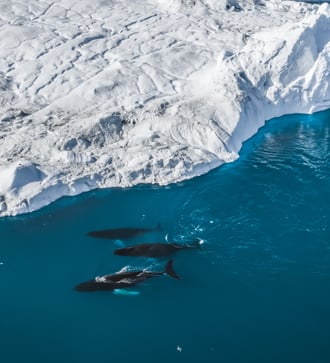 Humpback whales near Ilulissat, Greenland