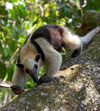 Tamandua anteater in Corcovado National Park, Costa Rica