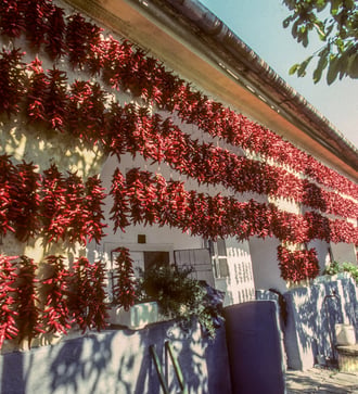 Paprika drying in Kalocsa, Hungary