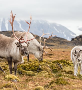 Reindeer in the Svalbard archipelago