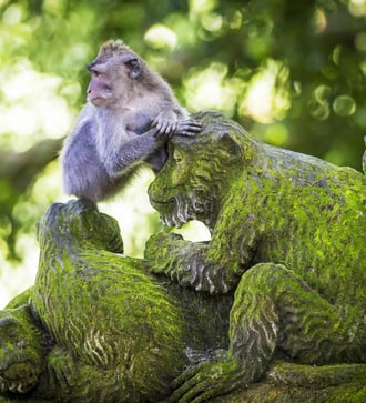 Monkey in Ubud, Bali