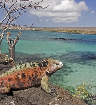 Iguana on Floreana island, Galapagos
