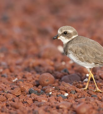 Semipalmated plover on Rábida Island, Galapagos