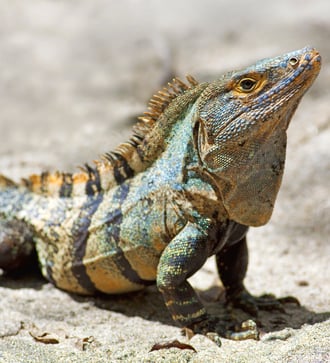 Black spiny-tailed iguana in Manuel Antonio National Park, Costa Rica