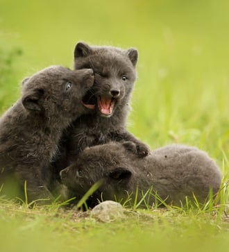 Arctic fox cubs in Hornstrandir, Iceland