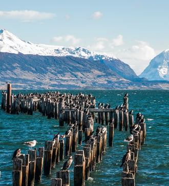 King cormorant colony in Puerto Natales, Chile