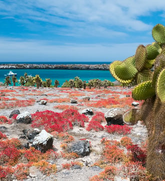 Vegetation on South Plaza Island, Galapagos