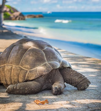 Giant tortoise in the Aldabra Atoll, Seychelles