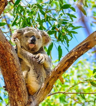 Koala on Magnetic Island, Australia
