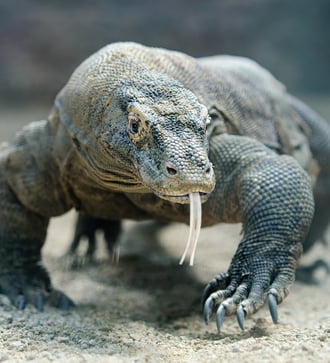 Komodo dragon in Indonesia
