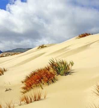 Sand dunes on Stewart Island, New Zealand