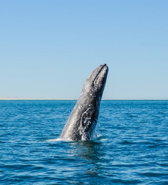 Gray whale breaching off the coast of Mexico