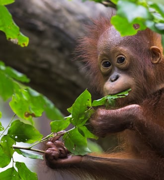 Orang utan, Borneo
