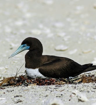 Brown booby in the Lacepede Islands, Australia