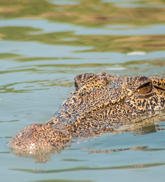 Saltwater crocodile, Hunter river, Australia