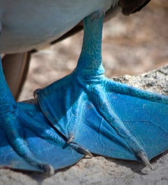 Blue footed booby in the Galapagos