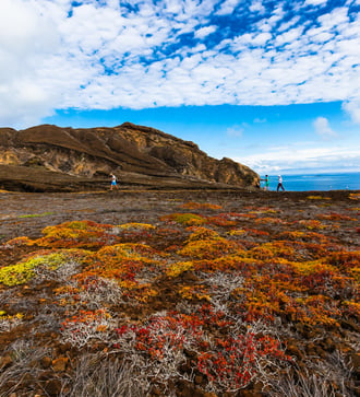 Vegetation at Punta Pitt, San Cristobal, Galapagos