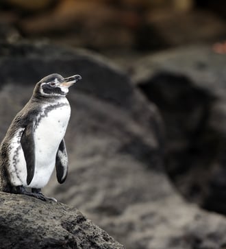 Galapagos penguin
