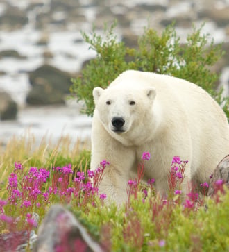 Polar bear near Hudson Bay in Churchill, Manitoba, Canada