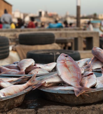 Fish market in Dakar, Senegal