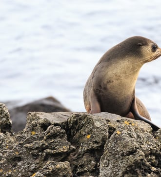 Seal on Amsterdam Island, French Southern Territories