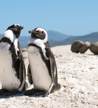 Penguins in Cape Town, South Africa
