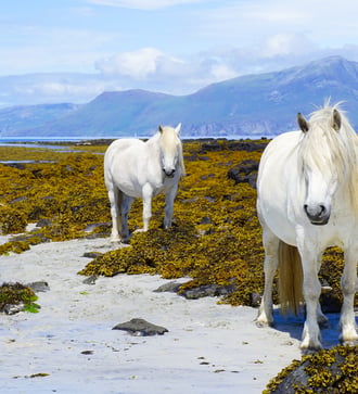White horses on the Isle of Muck, Scotland