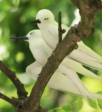White terns on Cousin Island, Seychelles
