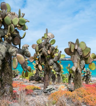 Landscape on South Plaza Island, Galapagos