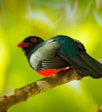 Slaty-tailed trogon in Corcovado National Park, Costa Rica