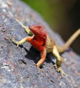 Hood lava lizard on Española island, Galapagos