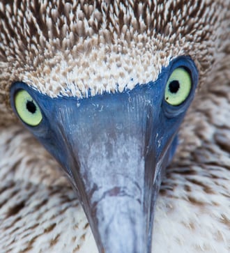 Close-up of a blue footed booby, Galapagos