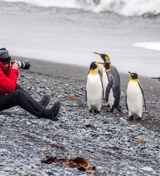 Photographing king penguins at Sandy Bay, Macquarie Island, Australia