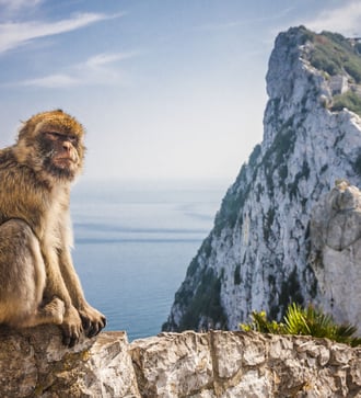 Monkey in Gibraltar