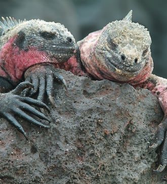 Marine iguanas on Española island, Galapagos
