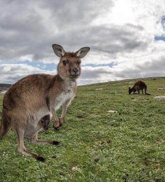 Kangaroo Island, Australia