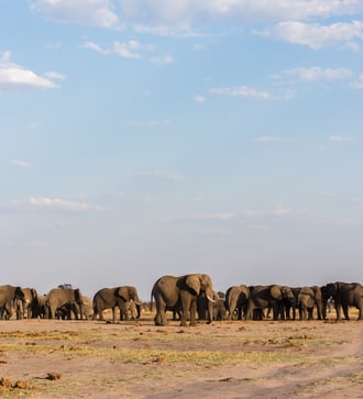 Elephants in Chobe National Park, Botswana