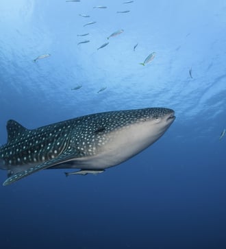 Whale shark in Cenderawasih Bay, Indonesia