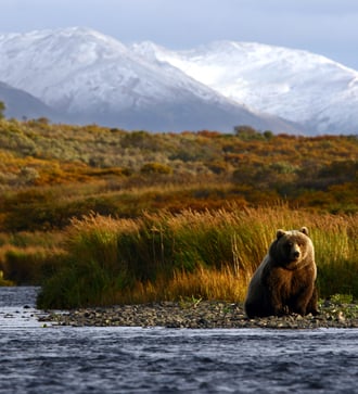 Kodiak brown bear, Alaska