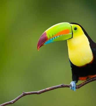 Toucan, Costa Rica