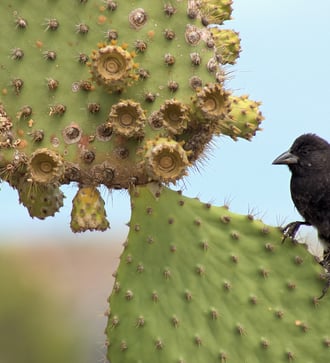 Black Darwin finch on a prickly pear, Galapagos