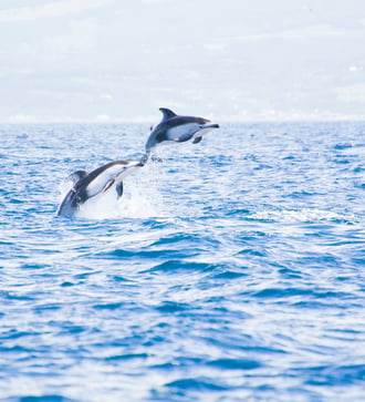 Pacific white-sided dolphins near Muroran, Japan