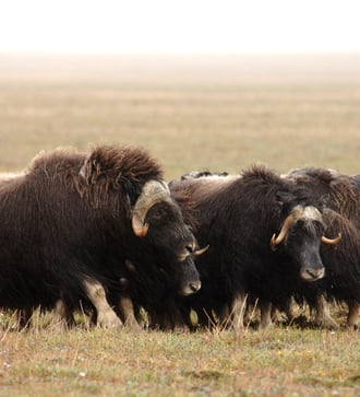 Musk oxen on Wrangel Island, Russia